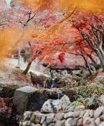 中文字幕大香视频蕉免费-中文字幕大香视频蕉的免费体验与文化交流